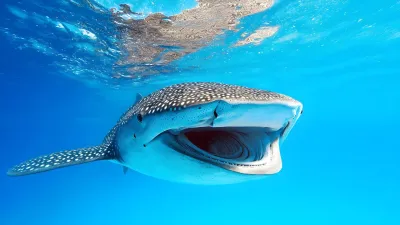 Mozambico: safari nell’Oceano